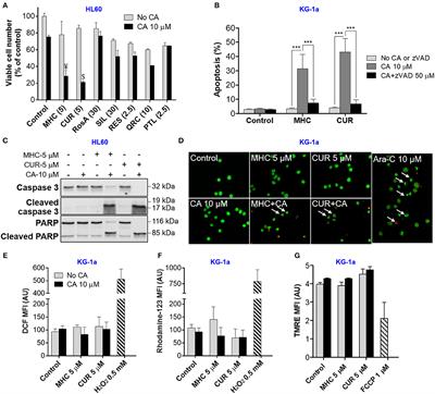 Synergistic Cytotoxicity of Methyl 4-Hydroxycinnamate and Carnosic Acid to Acute Myeloid Leukemia Cells via Calcium-Dependent Apoptosis Induction